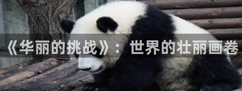 免费58动漫：《华丽的挑战》：世界的壮丽画卷